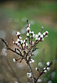 Salix hastata