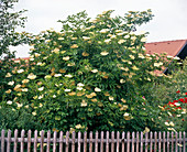 Sambucus nigra (Holunder)