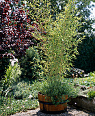 Sinarundinaria murielae (Gartenbambus)