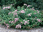 Spiraea 'Margaritae'