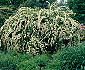 Spiraea nipponica