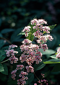 Spiraea 'Margaritae' (rose)