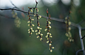 Stachyurus praecox (Tail ferry, Pearl tail)