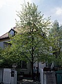 Tilia cordata