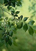 Ulmus minor (syn. Ulmus carpinifolius)