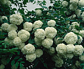 Viburnum opulus