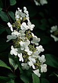 Viburnum plictatum