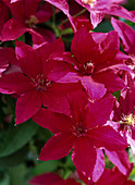 Clematis hybrid 'Nike'