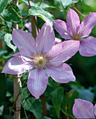 Clematis hybrid 'Proteus'