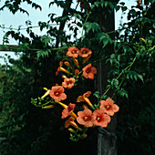 Campsis radicans