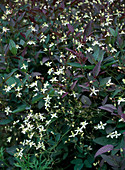 Clematis recta 'Purpurea'