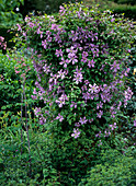 Clematis hybrid