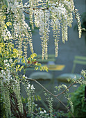 Wistera sinensis'