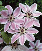 Clematis hybrid 'Nelly Moser'