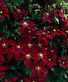 Clematis hybr. 'Niobe'