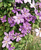 Clematis hybrid