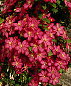 Clematis hybrid