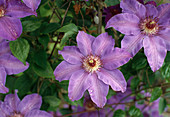 Clematis