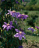 Clematis hybrid