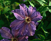 Clematis hybrid