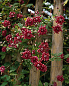 Clematis-viticella hybrid