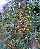 Eccremocarpus scaber