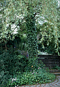 Hedera helix on a willow trunk