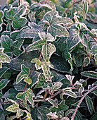 Hedera helix