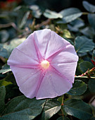 Ipomoea Hybride