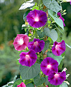 Ipomoea hybrids