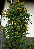 Lonicera tellmaniana