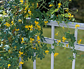 Tropaeolum peregrinum