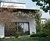 Wisteria sinensis