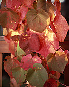 Vitis coignetia