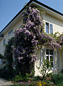 Wisteria sinensis