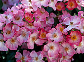 Strauchrose 'Fleurette' Wildrosencharkter , öfterblühend,