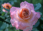 Rosa 'Augusta Luise' - Edelrose