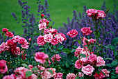 Rosa 'Frau Astrid Späth' (Floribunda rose, repeat flowering)