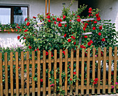 Climbing rose on fence