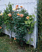 Privacy screen with shrub rose
