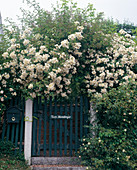 Climbing rose at the house entrance