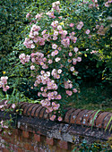 Climbing rose