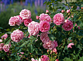 Shrub rose 'Lavender Lassie'