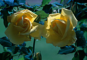 Rosa 'Rimosa'-Syn. 'Gold Bunny' Floribunda-early flowering-vineyard climate