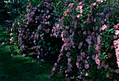 Rosa 'Ferdy' - Strauchrose, Bodendeckerrose, Nachblüte, kaum duftend