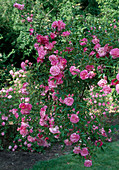 Rosa multiflora 'Tausendschön' Kletterrose, Ramblerrose, einmalbllühend mit leichtem Duft