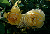 Rosa 'Graham Thomas' English rose, shrub rose, fragrant, repeat flowering