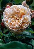 Rosa 'Jayne Austin' English rose, repeat flowering with good fragrance
