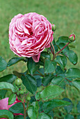 Rosa 'Leonardo da Vinci' (Nostalgierose), öfterblühend, robust