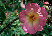 Rosa 'Frühlingsmorgen' (Strauchrose), frühblühend, leichter Duft